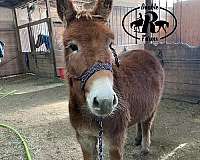 flashy-mule