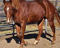 sorrel-left-rear-sock-horse