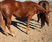stripe-horse