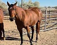 bay-hind-coronets-partially-white-horse