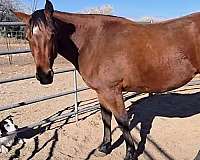hind-coronets-partially-white