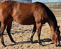star-horse