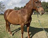 halter-project-mare-foal