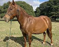 star-horse