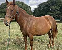 sorrel-star-horse