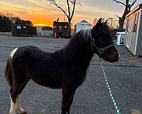 miniature-colt