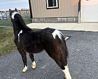miniature-horse-for-sale