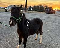 miniature-horse