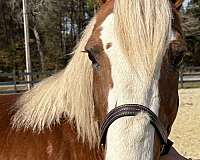 14-hand-haflinger-gelding