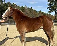 sorrel-haflinger-gelding