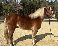sorrel-gelding-for-sale