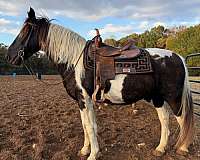 all-around-spotted-saddle-horse