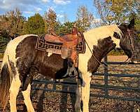 blue-eyed-spotted-saddle-horse