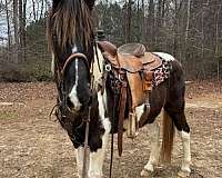 gaited-spotted-saddle-horse
