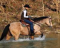 all-around-quarter-horse