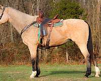 beginner-quarter-horse