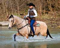 athletic-quarter-horse