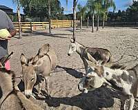 horsemanship-ranch-donkey