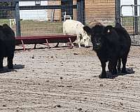 horsemanship-ranch