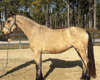 buckskin-arabian-friesian-gelding