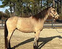 reining-trail-arabian-friesian-horse