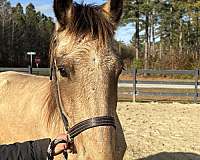 buckskin-arabian-friesian-for-sale