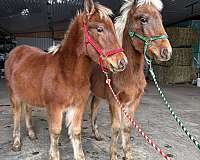 haflinger-colt