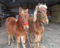 haflinger-horse-for-sale