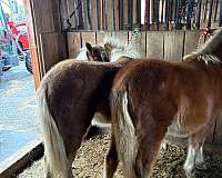 haflinger-horse