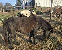 pony-mare