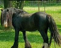 pony-for-sale