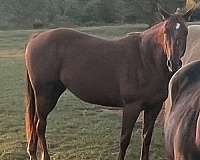 quarter-horse-mare