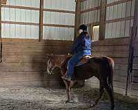 quarter-horse-for-sale