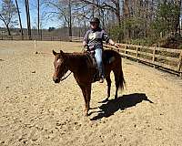 quarter-horse