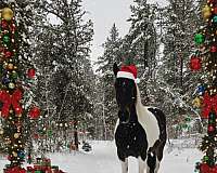 black-buckskin-show-trail-horse