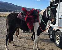 tennessee-walking-mare
