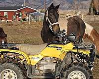 tennessee-walking-horse-for-sale
