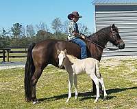 palomino-welsh-pony-colt