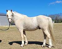 palomino-colt-for-sale
