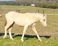 palomino-palomino-pony-colt