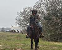 bay-sock-horse
