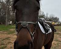 bay-mustang-mare