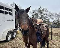 sock-horse