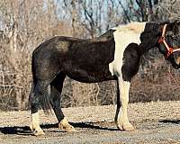 17-hand-draft-mare