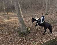 17-hand-draft-horse