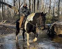 17-hand-mare