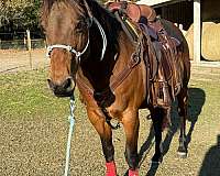 quarter-pony-for-sale