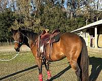 quarter-pony-mare