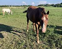 appaloosa-horse