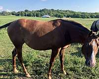 sorrel-appaloosa-horse